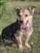 Figa - suczka w typie corgi, weso�a