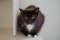 Bry� - cudowny, delikatny, weso�y kotek szuka domu!