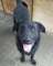Pluto - zakochany w człowieku LABRADOR mix