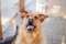 Kufel - mądry, przyjazny, wychowany szorściak