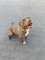 Megi, wyj�tkowa sunia w typie pitbulla red nose