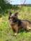 Budy� - niedu�y, domowy psiak szuka domu!